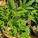 Juicy Fruit Feminized