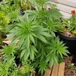 CBD 20-1