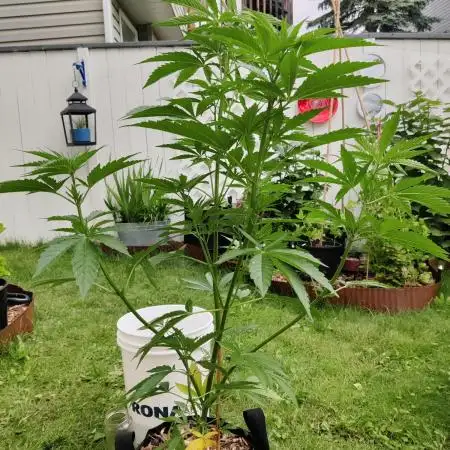 Pink Northern Light