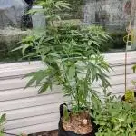 CBG Jack Frost