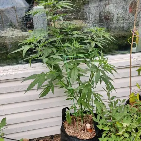 CBG Jack Frost