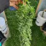 Pink Northern Light