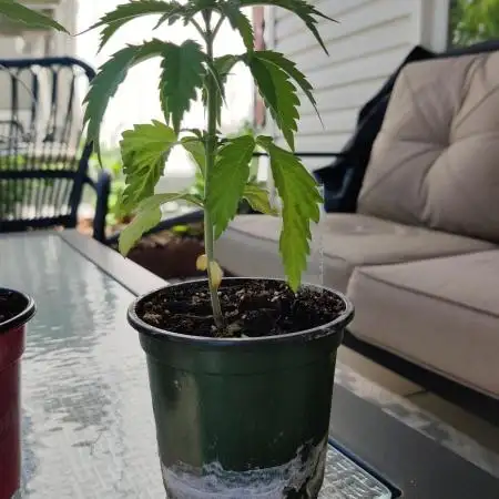 CBD 20-1