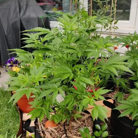 Juicy Fruit Feminized
