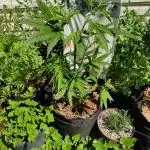 CBG Jack Frost