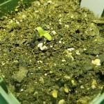 Grow 1