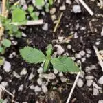 2x4 Living soil bed- Lemon Cherry Cookies- Sample Seeds- Blood Temple Gas Autos (failed 50%)