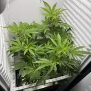 Fridgegrow 2.0 | Pop Rockets #14