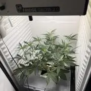 Fridgegrow 2.0 | Guava Auto RF3