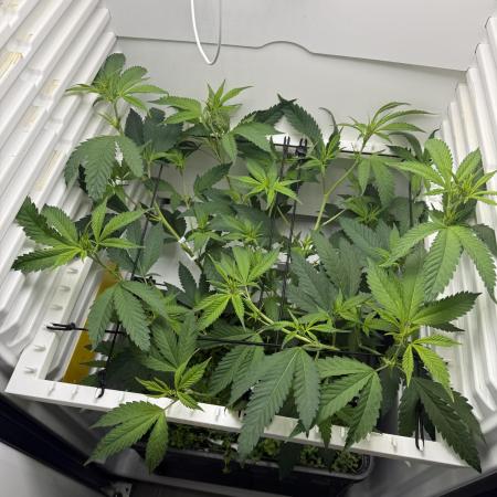 Fridgegrow 2.0 | Dantes Inferno
