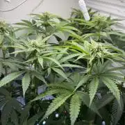 Fridgegrow 2.0 -Wizard Trees Lemon Fever