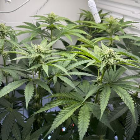 Fridgegrow 2.0 -Wizard Trees Lemon Fever