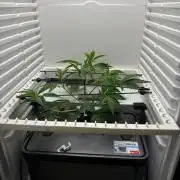 Fridgegrow 2.0 | Glitter bomb