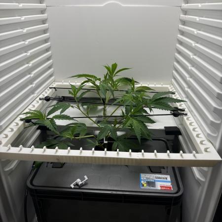 Fridgegrow 2.0 | Glitter bomb