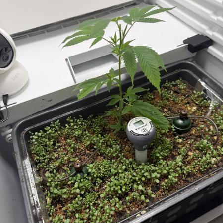 Fridgegrow 2.0 | Dantes Inferno