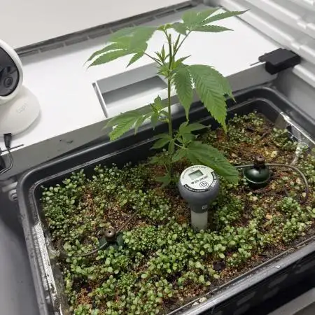 Fridgegrow 2.0 | Dantes Inferno