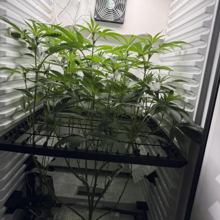 Fridgegrow 2.0 | Permanent Marker Cut