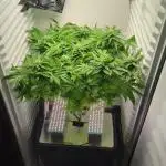 Fridgegrow 2.0 | Gorilla Zkittlez