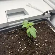 Fridgegrow 2.0 -Wizard Trees Lemon Fever