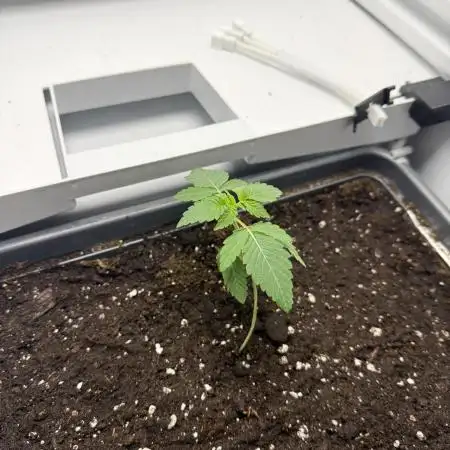 Fridgegrow 2.0 -Wizard Trees Lemon Fever