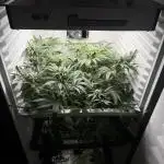 Fridgegrow 2.0 | Permanent Marker Cut