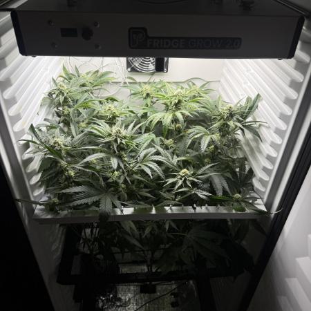 Fridgegrow 2.0 | Permanent Marker Cut