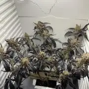 Fridgegrow 2.0 | Guava Auto RF3