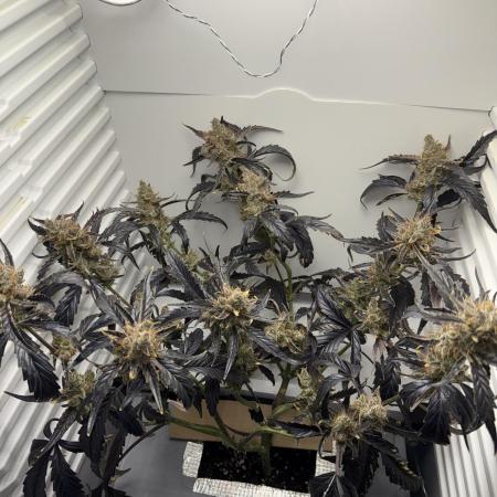 Fridgegrow 2.0 | Guava Auto RF3