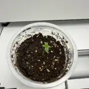 Fridgegrow 2.0 | Guava Auto Rf3 Fastbuds