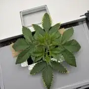 Fridgegrow 2.0 | Guava Auto RF3