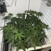 Fridgegrow 2.0 -Wizard Trees Lemon Fever
