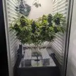 Fridgegrow 2.0 | Gorilla Zkittlez