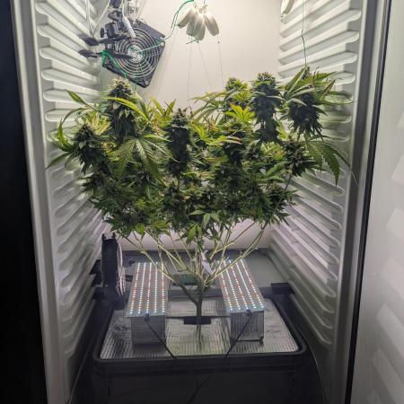 Fridgegrow 2.0 | Gorilla Zkittlez