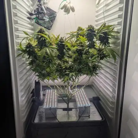Fridgegrow 2.0 | Gorilla Zkittlez