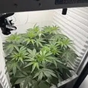 Fridgegrow 2.0 -Wizard Trees Lemon Fever