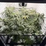 Fridgegrow 2.0 | Permanent Marker Cut