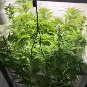 Fridgegrow 2.0 | Dantes Inferno