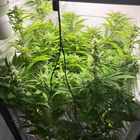 Fridgegrow 2.0 | Dantes Inferno
