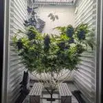 Fridgegrow 2.0 | Gorilla Zkittlez