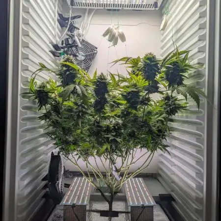 Fridgegrow 2.0 | Gorilla Zkittlez
