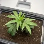 Fridgegrow 2.0 | Permanent Marker Cut
