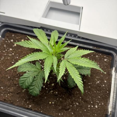 Fridgegrow 2.0 | Permanent Marker Cut