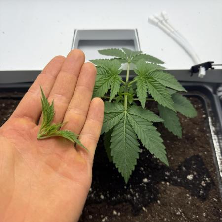 Fridgegrow 2.0 -Wizard Trees Lemon Fever