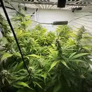 Fridgegrow 2.0 | Dantes Inferno