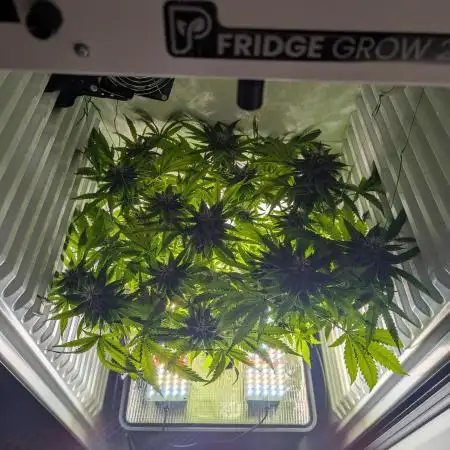 Fridgegrow 2.0 | Gorilla Zkittlez