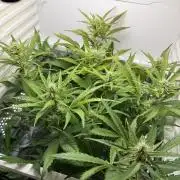 Fridgegrow 2.0 | Guava Auto RF3