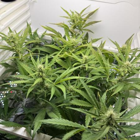 Fridgegrow 2.0 | Guava Auto RF3