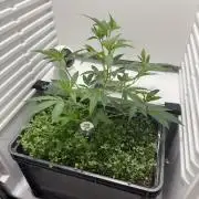 Fridgegrow 2.0 | Dantes Inferno