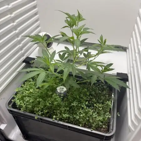 Fridgegrow 2.0 | Dantes Inferno