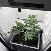 Fridgegrow 2.0 | Guava Auto RF3